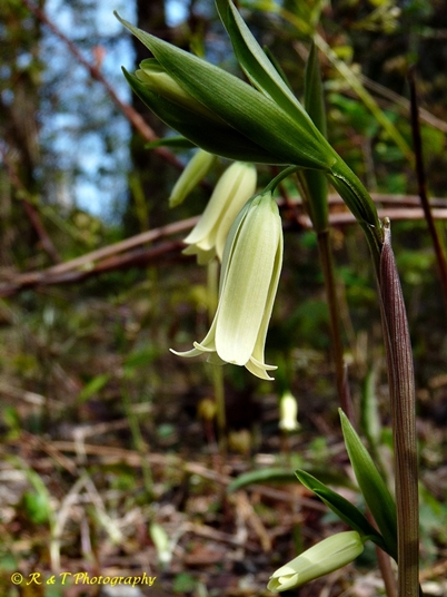 {Uvularia puberula}